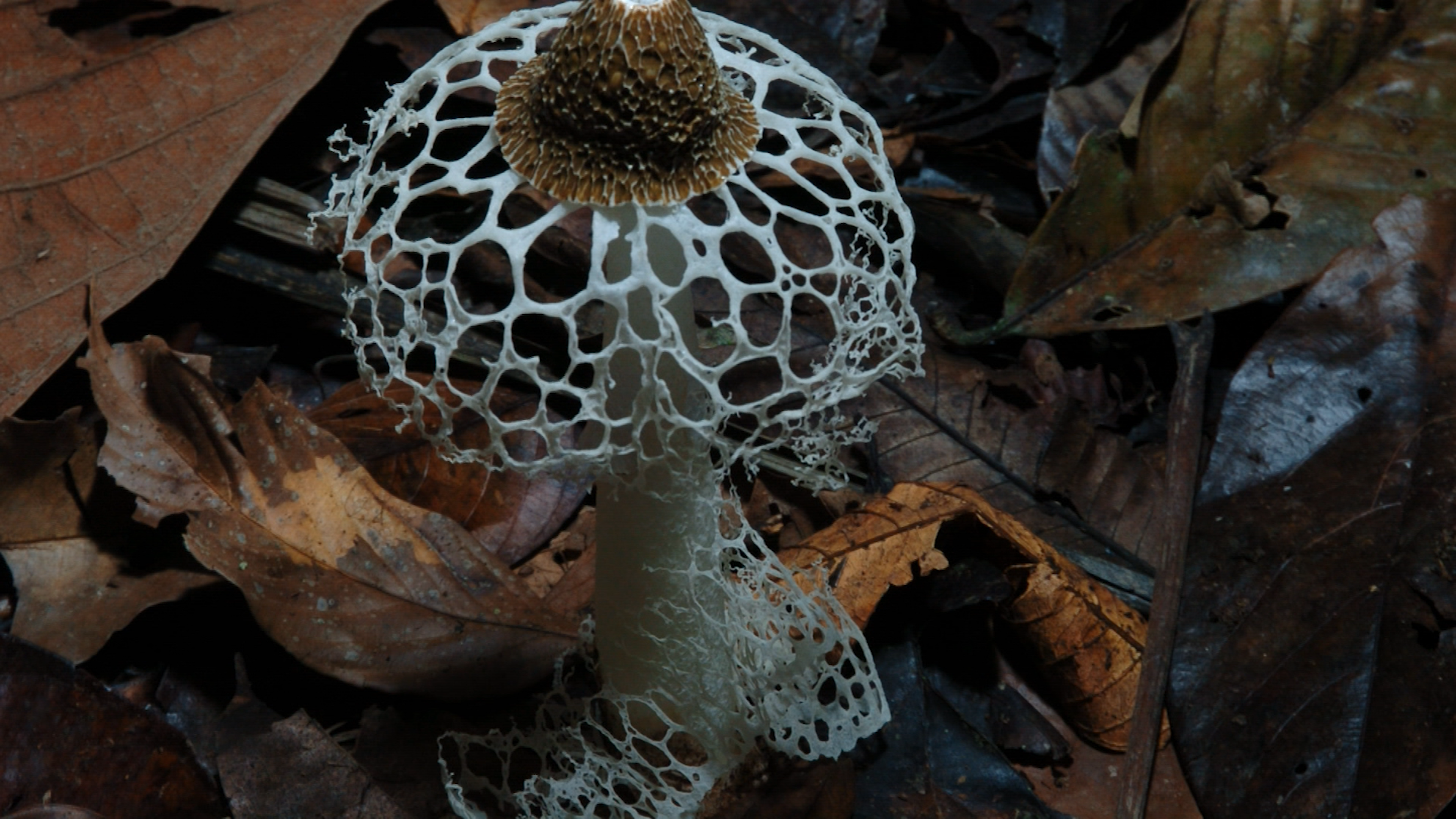 https://staging-parkway.mdfilmfest.com/wp-content/uploads/MushroomBridalVeil.png