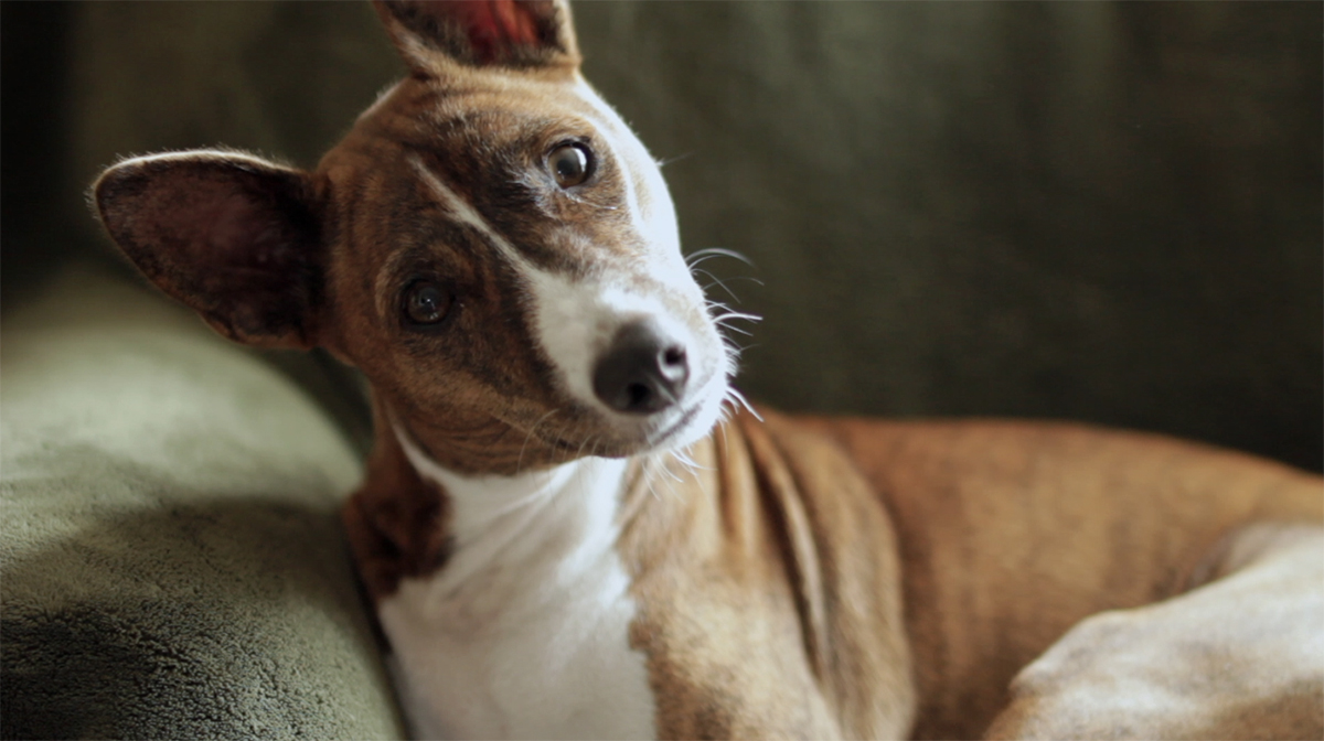 https://staging-parkway.mdfilmfest.com/wp-content/uploads/Obi_See_a_Dog.jpg