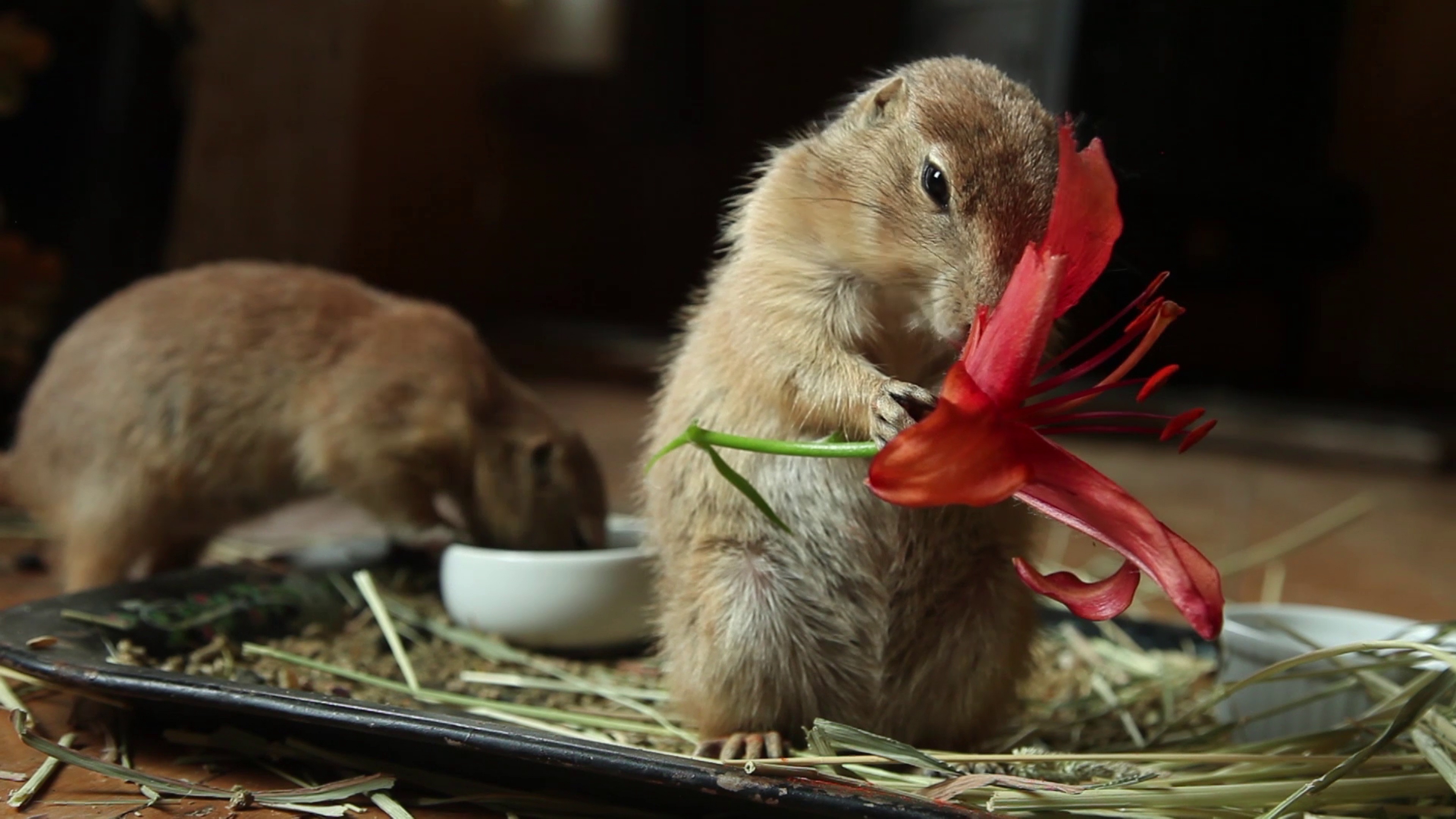 https://staging-parkway.mdfilmfest.com/wp-content/uploads/You-Were-an-Amazement-prairie-dogs-lilies.jpg