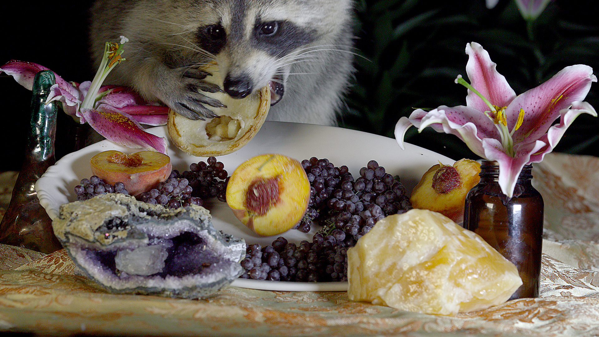 https://staging-parkway.mdfilmfest.com/wp-content/uploads/You-Were-an-Amazement-raccoon.jpg